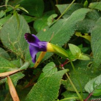 Torenia travancorica Gamble